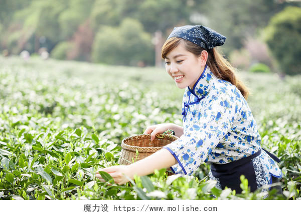漂亮女孩在种植园采茶做茶叶丰收的喜悦传统二十四节气24节气谷雨